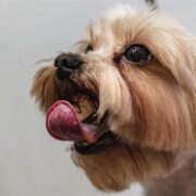 Haustiere sind mehr als nur Tiere – sie sind Familienmitglieder. Deshalb suchen viele Tierhalter nach zuverlässigen Möglichkeiten, ihre Lieblinge vor unerwarteten Tierarztkosten zu schützen. Lassie ist ein moderner Anbieter von Tierkrankenversicherungen, der umfassenden Gesundheitsschutz, Vorsorge und digitalen Komfort kombiniert, um das lebenslange Wohlbefinden Ihres Haustiers zu fördern.