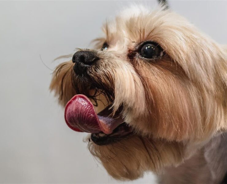 Haustiere sind mehr als nur Tiere – sie sind Familienmitglieder. Deshalb suchen viele Tierhalter nach zuverlässigen Möglichkeiten, ihre Lieblinge vor unerwarteten Tierarztkosten zu schützen. Lassie ist ein moderner Anbieter von Tierkrankenversicherungen, der umfassenden Gesundheitsschutz, Vorsorge und digitalen Komfort kombiniert, um das lebenslange Wohlbefinden Ihres Haustiers zu fördern.