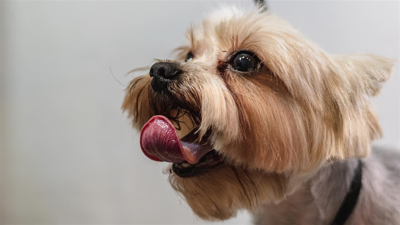 Haustiere sind mehr als nur Tiere – sie sind Familienmitglieder. Deshalb suchen viele Tierhalter nach zuverlässigen Möglichkeiten, ihre Lieblinge vor unerwarteten Tierarztkosten zu schützen. Lassie ist ein moderner Anbieter von Tierkrankenversicherungen, der umfassenden Gesundheitsschutz, Vorsorge und digitalen Komfort kombiniert, um das lebenslange Wohlbefinden Ihres Haustiers zu fördern.